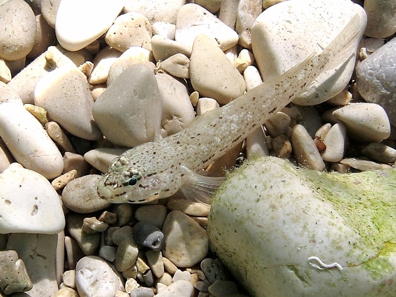 Gobius incognitus (M. Kovacic and R. anda, 2016) vs. Gobius bucchichi (Steindachner,1870)